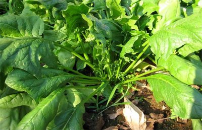 菠菜底肥放什么肥好 底肥施用方法