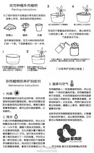 秀妍多肉怎么繁殖方法和注意事项 秀妍多肉繁殖技巧及注意事项
