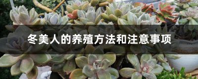 冬美人怎么繁殖方法和注意事项 冬美人繁殖技巧和注意事项