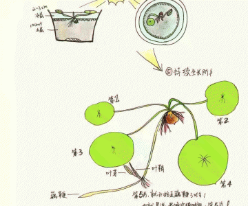 莲藕怎么繁殖方法和注意事项 莲藕的繁殖技巧和注意事项