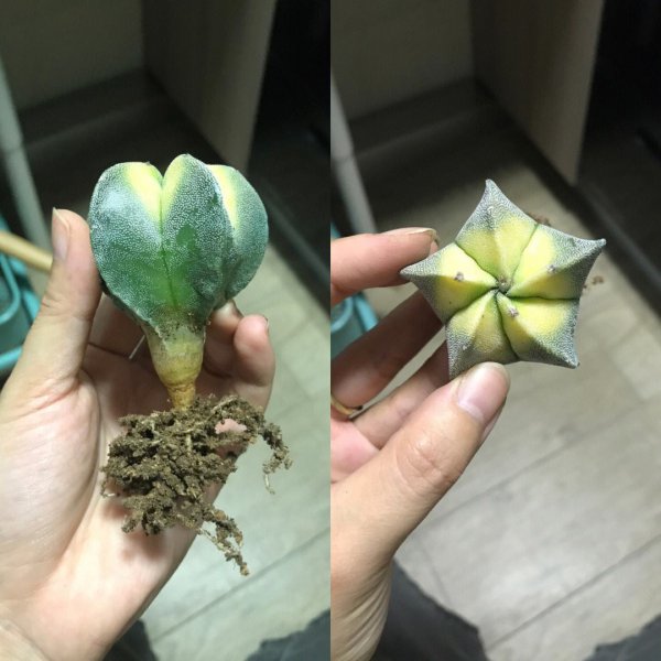 五角鸾凤玉怎么繁殖方法和注意事项