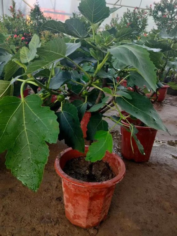 无花果怎么繁殖方法和注意事项