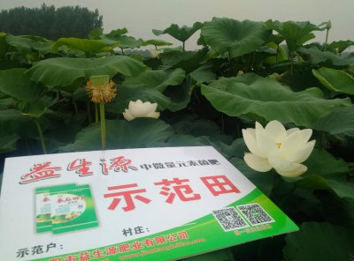 莲藕底肥放什么肥好 底肥施用方法