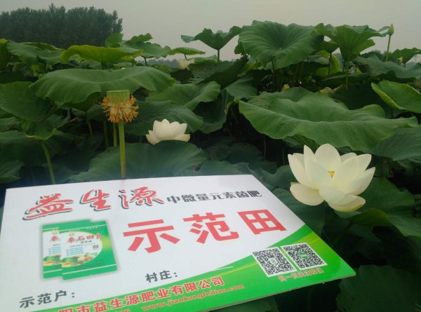 莲藕底肥放什么肥好