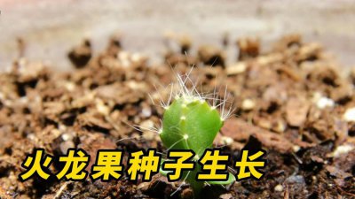 火龙果怎么繁殖方法和注意事项 火龙果的繁殖方法和注意事项