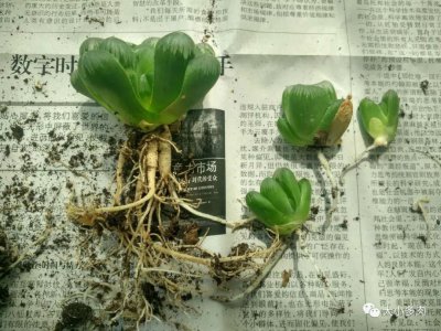 草玉露怎么繁殖方法和注意事项 草玉露的繁殖方法及注意事项