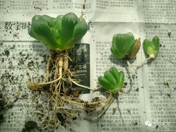 草玉露怎么繁殖方法和注意事项