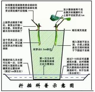 黄金万年草怎么繁殖方法和注意事项