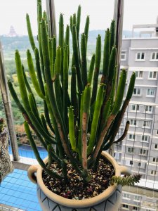多肉光棍树怎么繁殖方法和注意事项