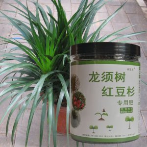 红豆杉底肥放什么肥好 底肥施用方法