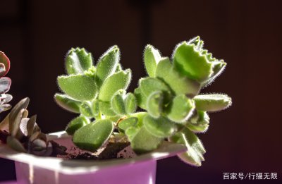熊爪多肉怎么繁殖方法和注意事项 熊爪多肉繁殖步骤和注意事项