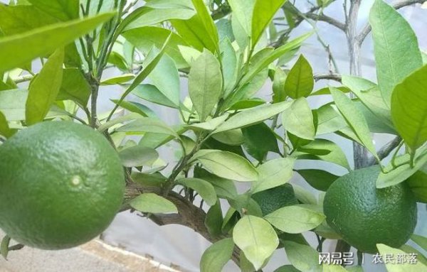 橘子树怎么繁殖方法和注意事项