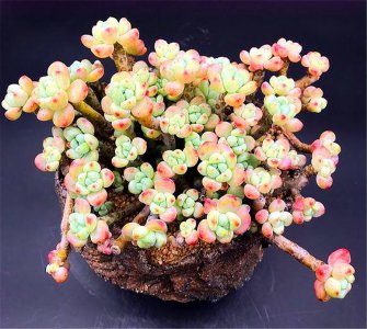 劳尔多肉怎么繁殖方法和注意事项 劳尔多肉的繁殖方法和注意事项