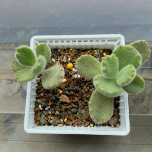 熊童子换土时间和方法 熊童子如何进行土地交换？
