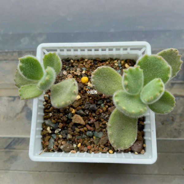 熊童子换土时间和方法