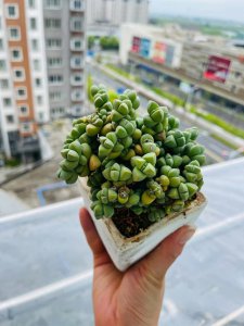 鹿角海棠怎么繁殖方法和注意事项 鹿角海棠繁殖技巧和注意事项