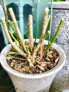 招财树换土时间和方法 换土招财树的时间和方法