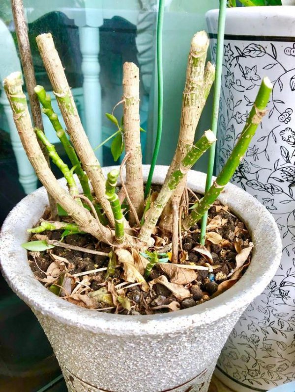 招财树换土时间和方法