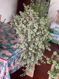 雅乐之舞换土时间和方法 雅乐舞替换土的时间和方式