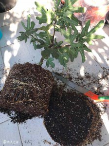 无花果换土时间和方法 无花果更换土壤的时机和步骤