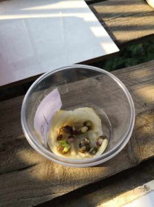 绿豆喜阴还是喜阳 绿豆喜欢阴凉还是阳光？