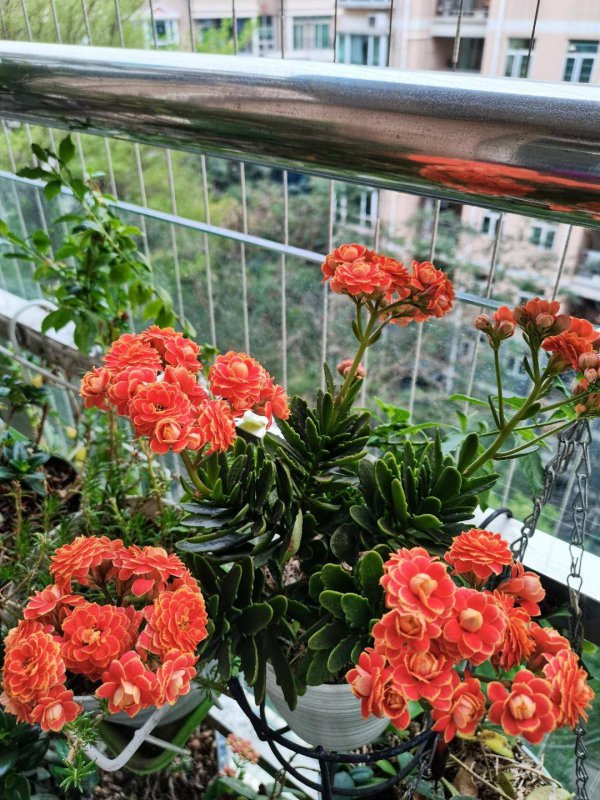 红豆喜阴还是喜阳