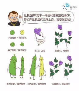 豌豆喜阴还是喜阳 豌豆爱阴还是爱阳