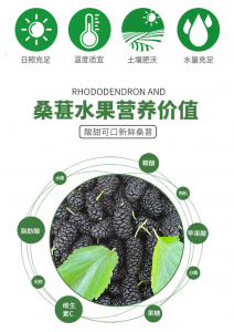 桑葚喜阴还是喜阳 喜欢阴暗环境的桑葚
喜欢阳光的桑葚