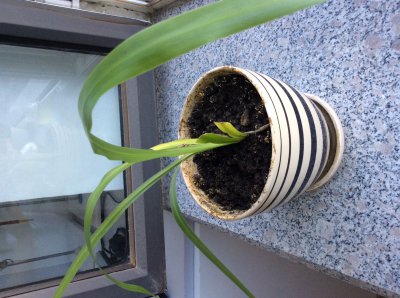 荷兰豆喜阴还是喜阳 荷兰豆适合阴凉环境还是阳光环境？