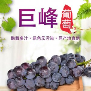 巨峰葡萄喜阴还是喜阳 巨峰葡萄喜欢阴凉还是阳光？