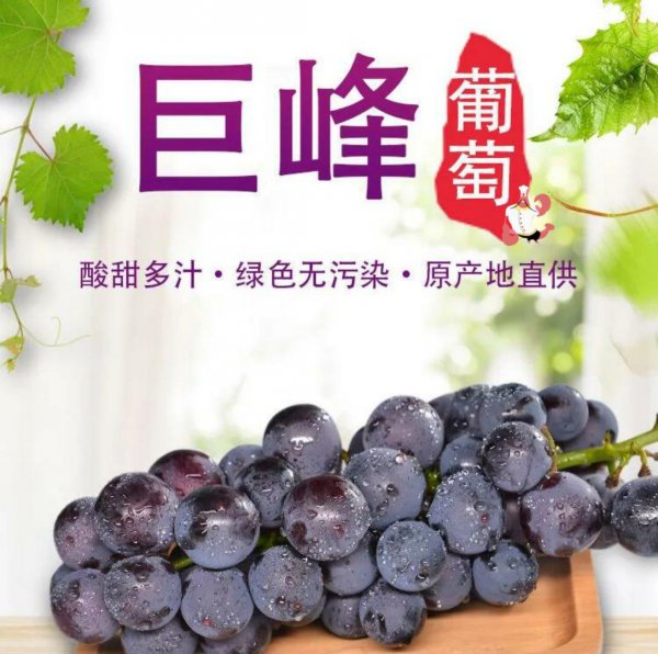 巨峰葡萄喜阴还是喜阳
