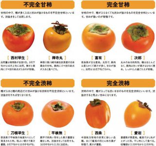 柿子喜阴还是喜阳 柿子喜欢阴凉还是阳光？