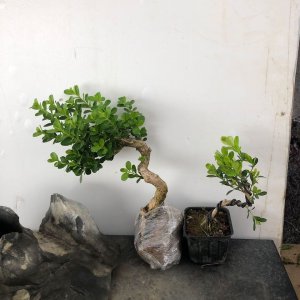 瓜子黄杨喜阴还是喜阳 瓜子黄杨喜欢阴还是阳光？