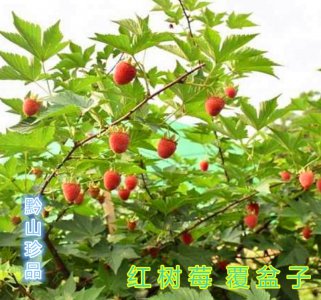 覆盆子喜阴还是喜阳 喜欢阴暗环境的覆盆子
喜欢阳光的覆盆子