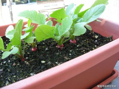 油菜喜阴还是喜阳 油菜喜阴还是喜阳光？