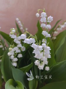 铃兰一年开几次花 铃兰每年开花几次？