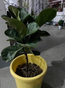 怎样给琴叶榕打顶分支 琴叶榕如何进行顶梢修剪