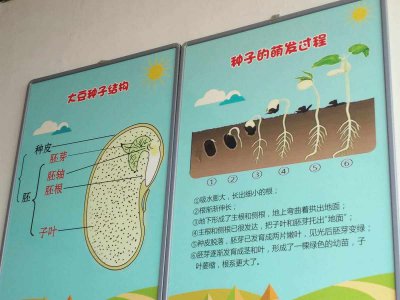 种子的发芽过程记录 记录种子生长的过程