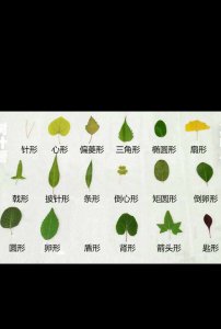 叶子的形状有哪些 叶子的外观特征有哪些？