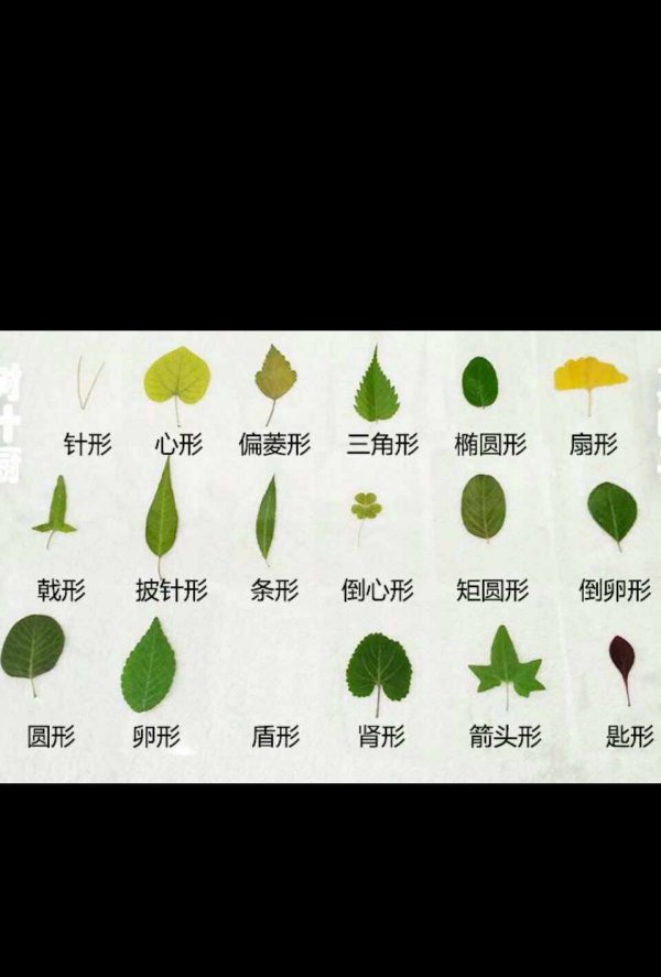 叶子的形状有哪些