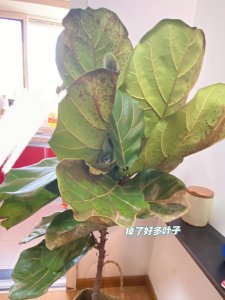 琴叶榕冬天叶子掉光了怎么办 琴叶榕冬季叶片脱落应对方法