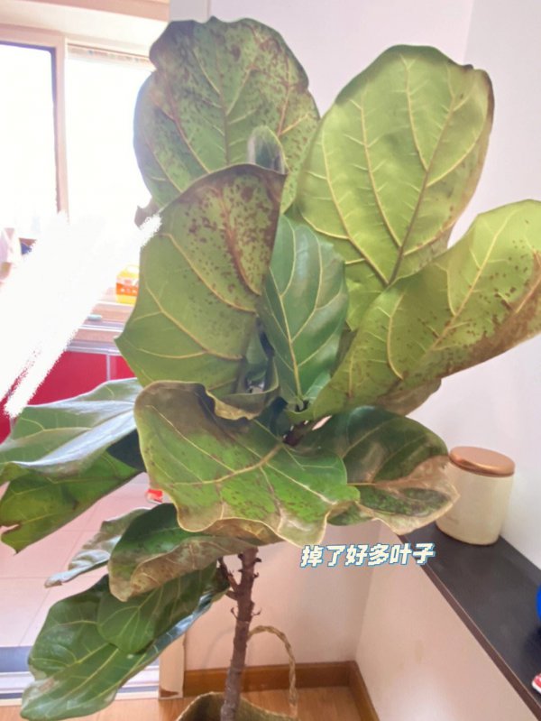 琴叶榕冬天叶子掉光了怎么办