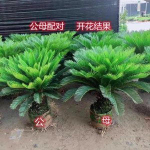 小铁树怎样看出公母 小铁树如何辨别公母