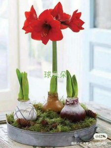 朱顶红如何养大球 如何正确种植朱顶红来培育大花球？