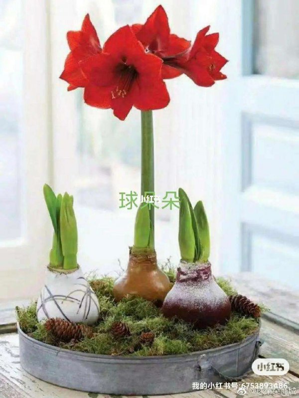 朱顶红如何养大球