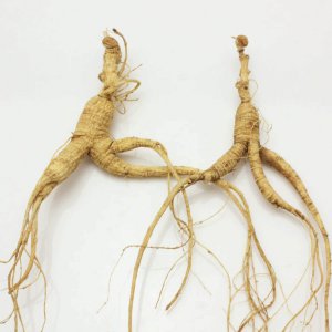 人参有几种 人参有多少种分类

人参品种有哪些