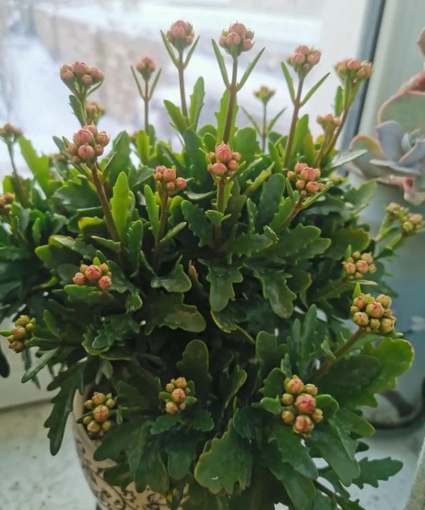 长寿花的叶子发软还能活吗