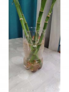 水养富贵竹里面可以加啤酒吗 富贵竹可以用啤酒浇灌吗？