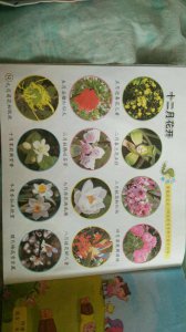十二个月对应的花 十二个月的花卉