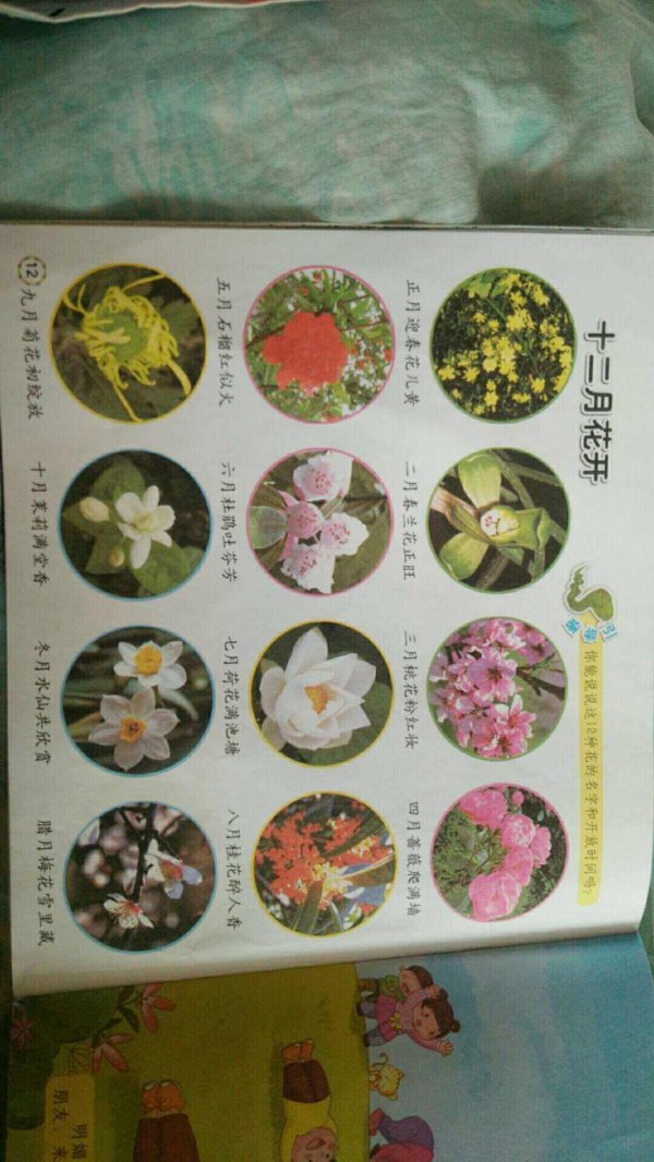 十二个月对应的花
